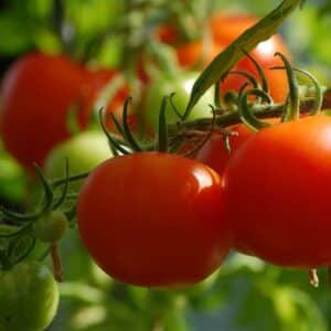 pomodoro 4