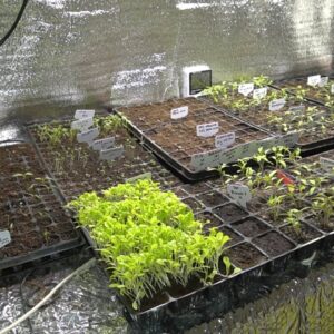 Vassoio Germinazione Verdenu Con Luce Di Crescita - Serra Indoor Per Semi Con Timer Intelligente