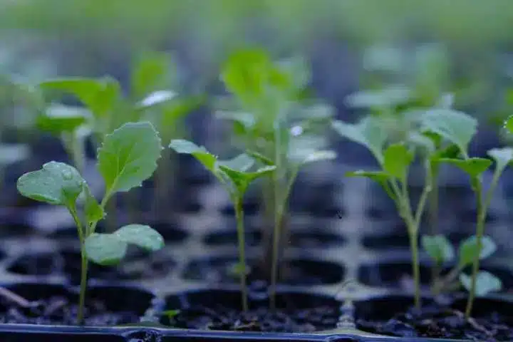 Coltivare il cavolo broccolo: 3 varietà! 3 1 piantine di broccoli