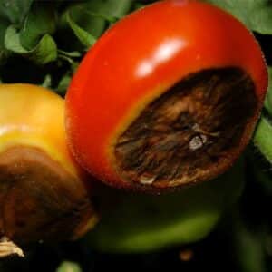 4 marciume apicale pomodoro