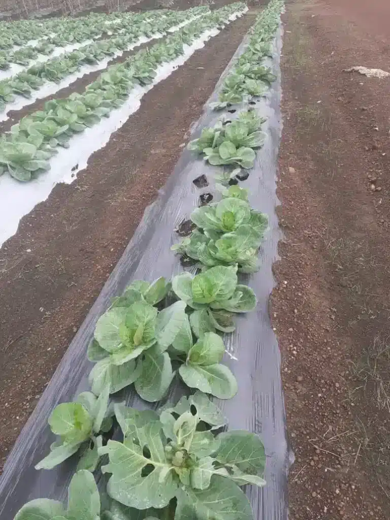 Coltivare il cavolo broccolo: 3 varietà! 4 COLTIVAZIONE SU PRODE RIALZATE