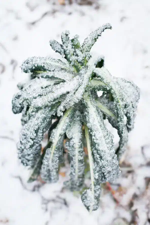 5 consigli per coltivare il cavolo nero di Toscana 3 Cavolo nero sotto la neve.jpg