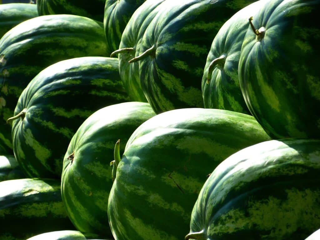 Come coltivare l’anguria: 5 consigli utili! 10 Come coltivare l'anguria