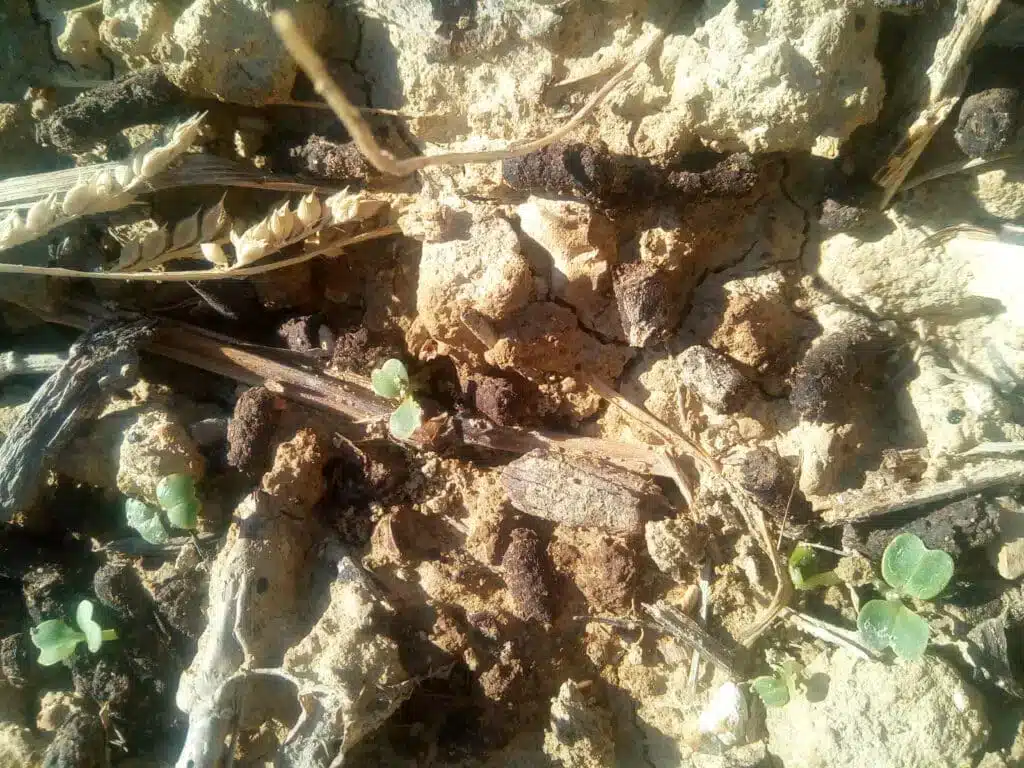 Cime di rapa nell'orto: dalla semina alla raccolta 1 IMG 20181004 160150