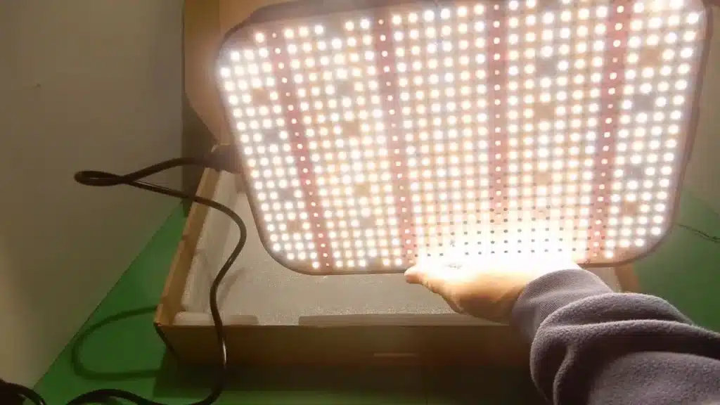 Come coltivare i peperoncini piccanti 6 Lampada LED NIELLO 7.jpg