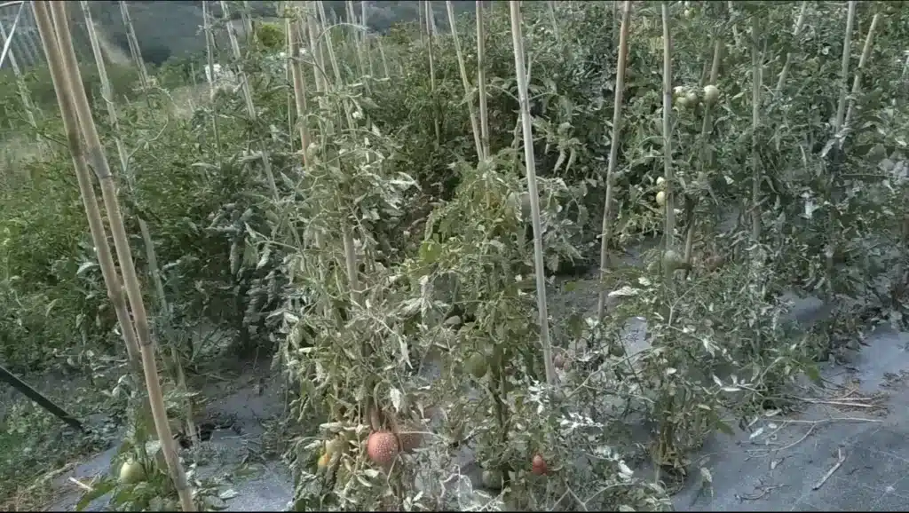 Peronospora del pomodoro. 2 tecniche per prevenirla! 9 PIANTE CON CAOLINO