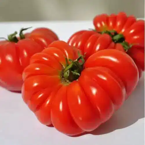 Pomodori: 9 varietà per il tuo orto 6 Pomdoro Costoluto Genovese