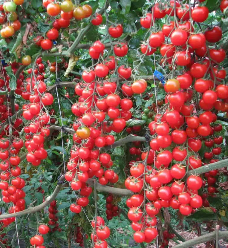 Pomodori: 9 varietà per il tuo orto 1 Pomodoro Ciliegino