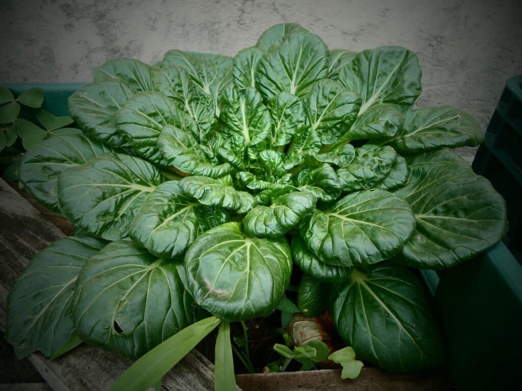 Come si coltivano gli spinaci. 5 consigli! 2 Come si coltivano gli spinaci