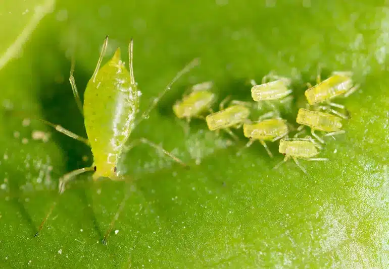 Come coltivare i pomodori: guida completa dal terreno alla raccolta 21 afidi
