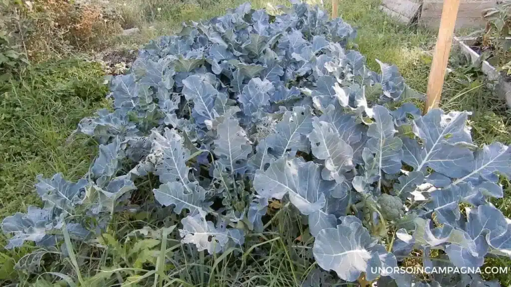 Coltivare il cavolo broccolo: 3 varietà! 1 broccoli 6