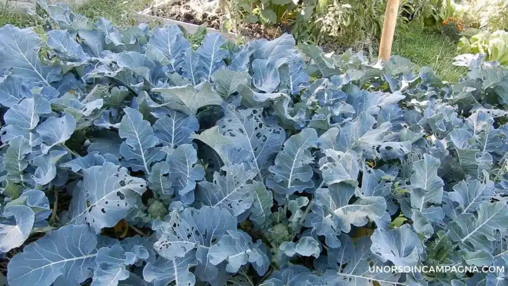Coltivare il cavolo broccolo: 3 varietà! 6 broccoli 8