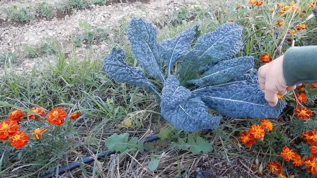 5 consigli per coltivare il cavolo nero di Toscana 9 cavolo nero di toscana 1