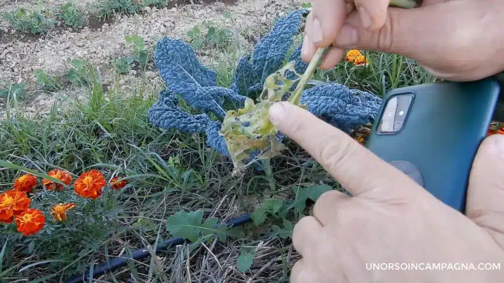 5 consigli per coltivare il cavolo nero di Toscana 4 cavolo nero di toscana lumache
