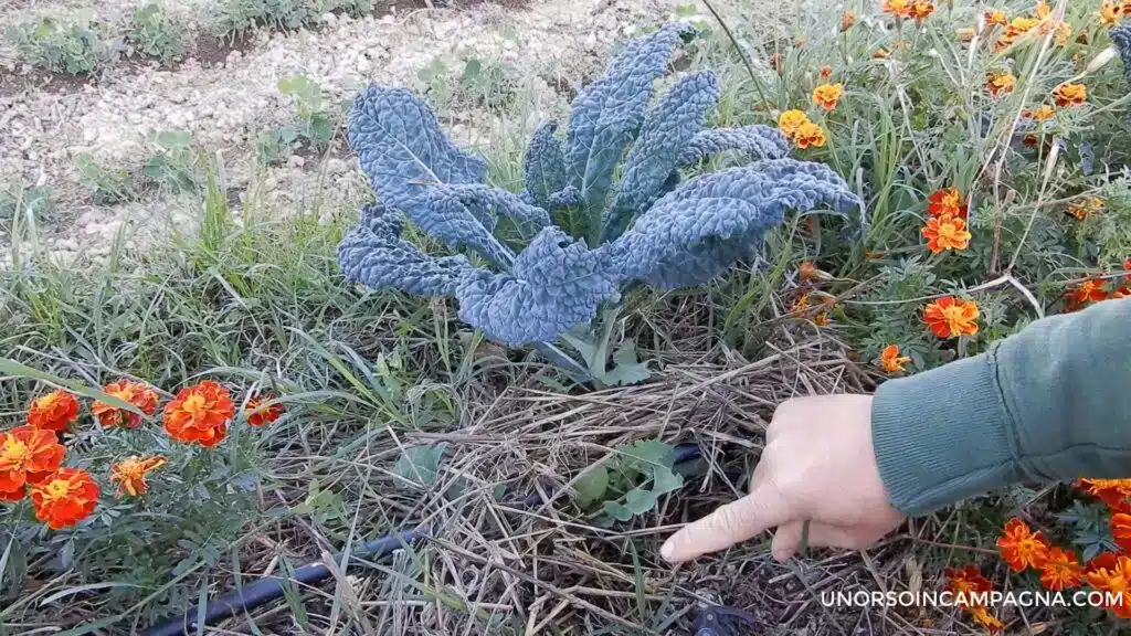5 consigli per coltivare il cavolo nero di Toscana 5 cavolo nero di toscana pacciamatura