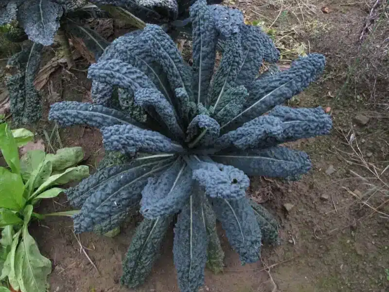 5 consigli per coltivare il cavolo nero di Toscana 1 cavolo nero.jpg