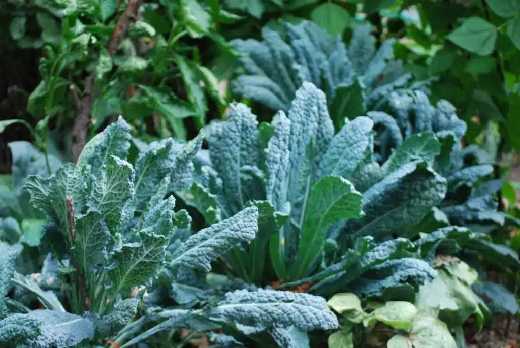 5 consigli per coltivare il cavolo nero di Toscana 2 cavolo nero2 1