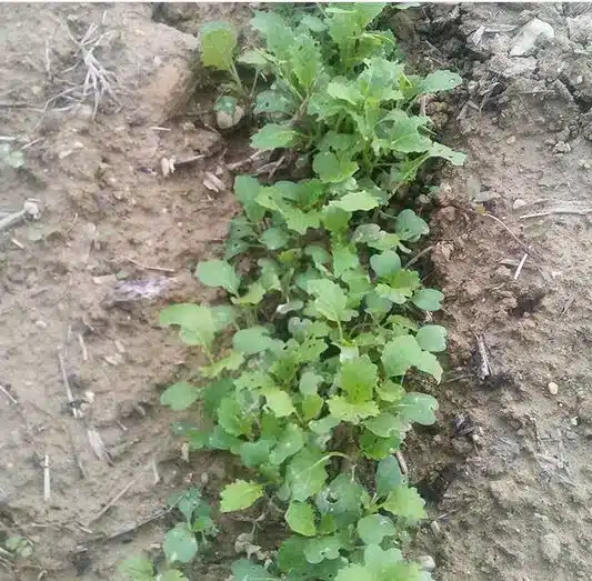 Cime di rapa nell'orto: dalla semina alla raccolta 2 cime di rapa 20 giorni.jpg