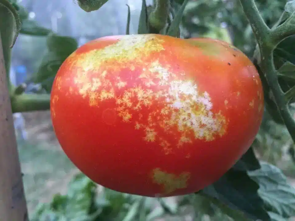 Come prevenire le cimici sui pomodori 7 cimici sui pomodori 2 2