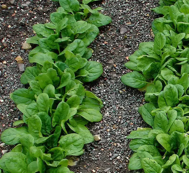 Come si coltivano gli spinaci. 5 consigli! 3 Come si coltivano gli spinaci