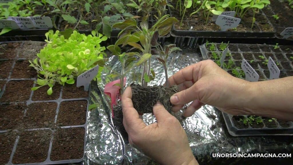 Mini Serra Con Semenzaio Biodegradabile Da 12 Cellette - Foto 10