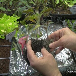 differenza pomodori con alveoli diversi 2