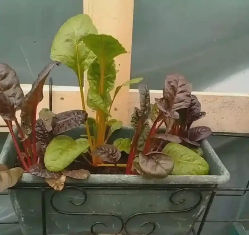 Come coltivare la lattuga. 3 trucchi infallibili! 9 insalata da taglio