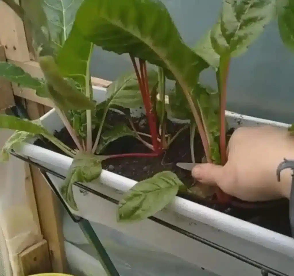 Come coltivare la lattuga. 3 trucchi infallibili! 15 insalata da taglio2