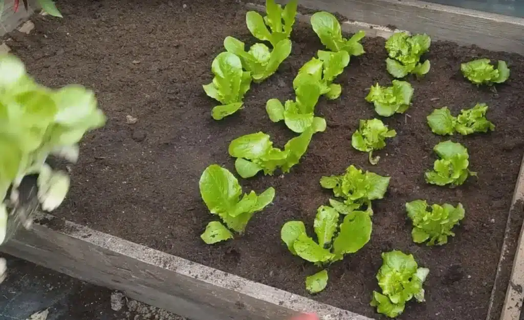 Come coltivare la lattuga. 3 trucchi infallibili! 10 insalata da taglio3