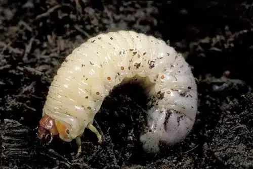 Come coltivare il Prezzemolo in vaso. 5 consigli! 7 larva nel vaso del prezzemolo