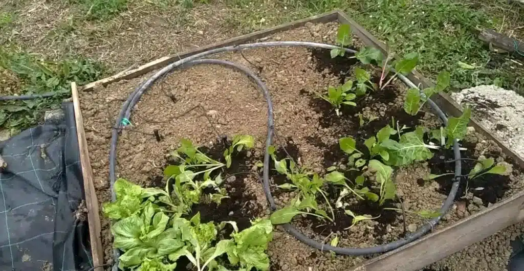 Come coltivare la lattuga. 3 trucchi infallibili! 12 lattuga orto