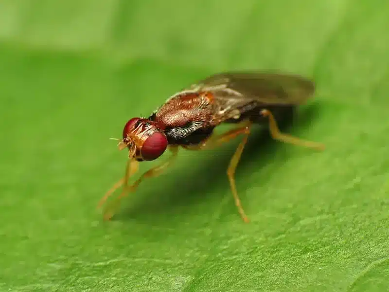 Carote perfette nell'orto! 4 consigli! 5 mosca della carota