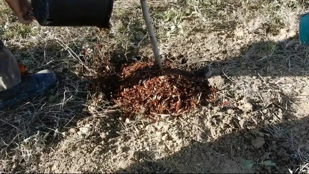 Come si usa lo stallatico pellettato in giardino e nell'orto 7 pacciamatura albero da frutto.jpg