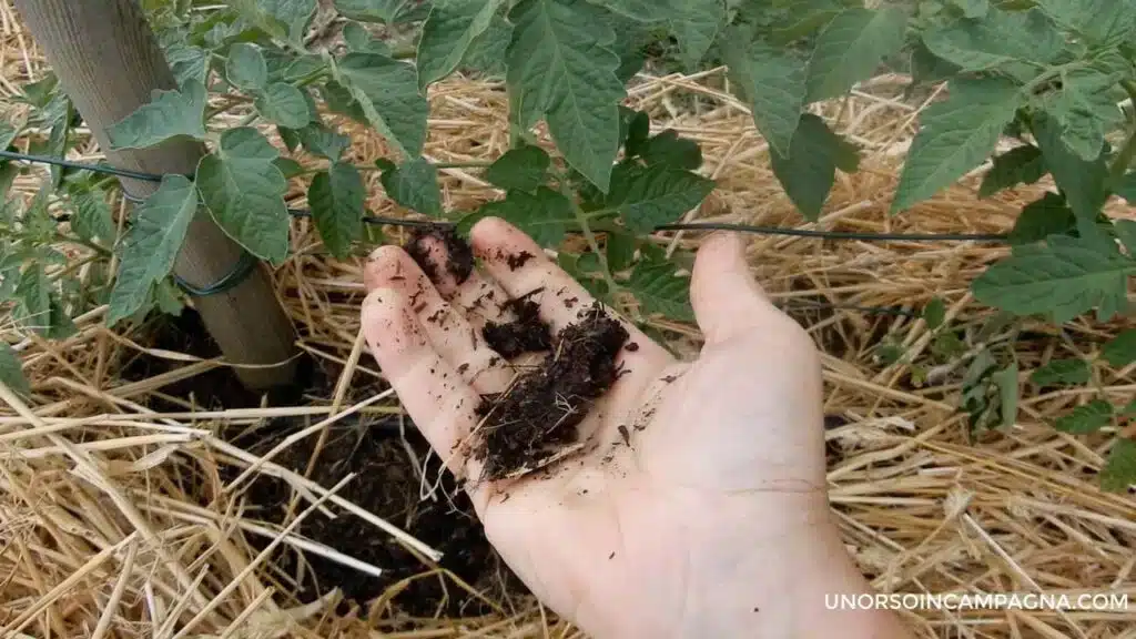 5 consigli per coltivare il cavolo nero di Toscana 6 pacciamatura dei pomodori con la paglia 2 1024x576 1.jpg 1