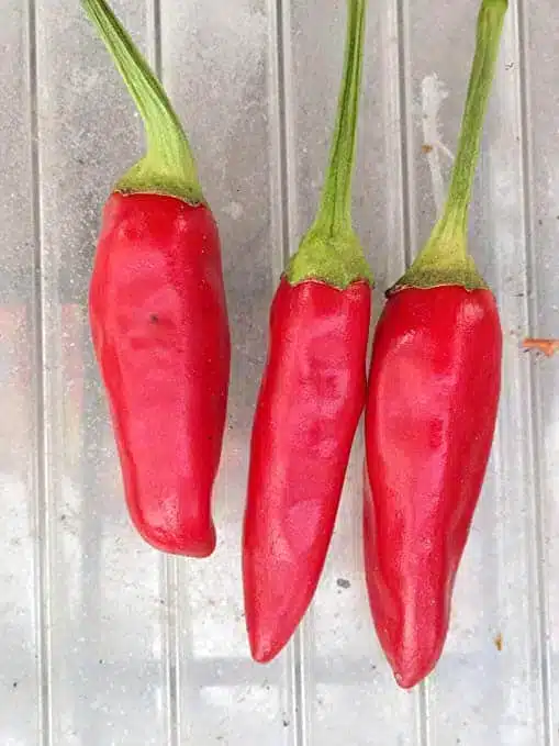 Come coltivare i peperoncini piccanti 2 Come coltivare i peperoncini piccanti