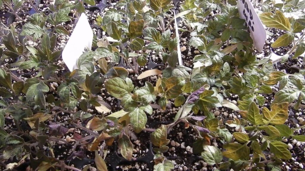 Concime SOLABIOL Orti e Giardini. Funziona davvero? 5 piantine foglie gialle cosa fare 3
