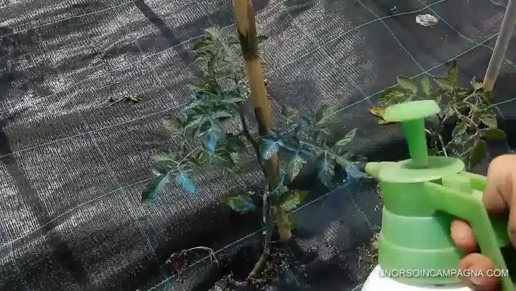 Peronospora del pomodoro. 2 tecniche per prevenirla! 2 come fare i trattamenti per la peronospora del pomodoro