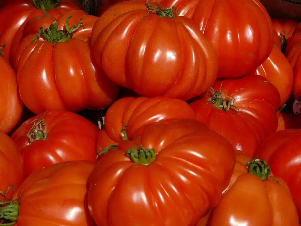 Pomodori: 9 varietà per il tuo orto 2 pomodori cuore di bue