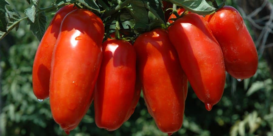 Pomodori: 9 varietà per il tuo orto 3 pomodoro san marzano 1