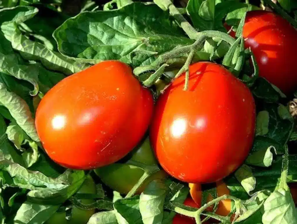 Pomodori: 9 varietà per il tuo orto 5 pomodoro siccagno 3