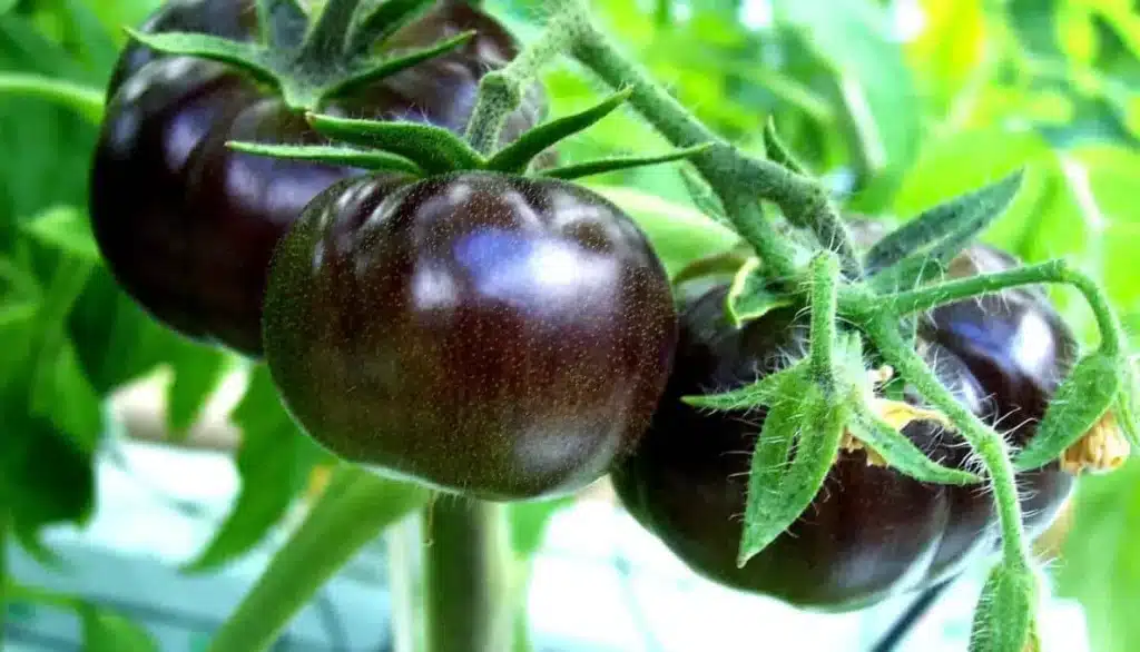 Pomodori: 9 varietà per il tuo orto 9 pomodoro sun black