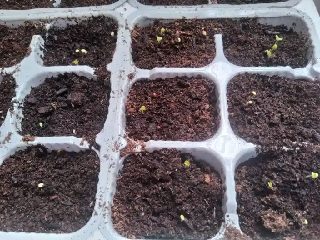 Come coltivare la lattuga. 3 trucchi infallibili! 3 semina insalata