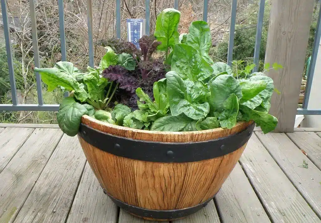 Come si coltivano gli spinaci. 5 consigli! 4 Come si coltivano gli spinaci in vaso