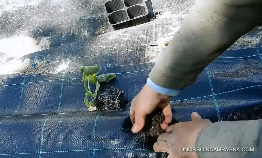Come si usa lo stallatico pellettato in giardino e nell'orto 4 stallatico zucchine.jpg
