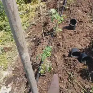 struttura per legare i pomodori con il filo