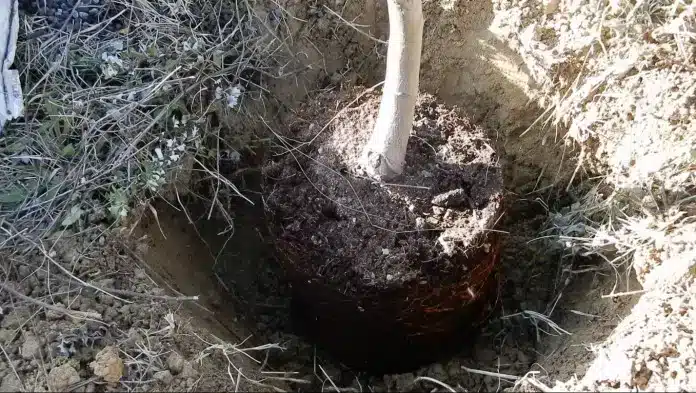 Come si usa lo stallatico pellettato in giardino e nell'orto 6 trapianto albero da frutto 7 1 696x393.jpg