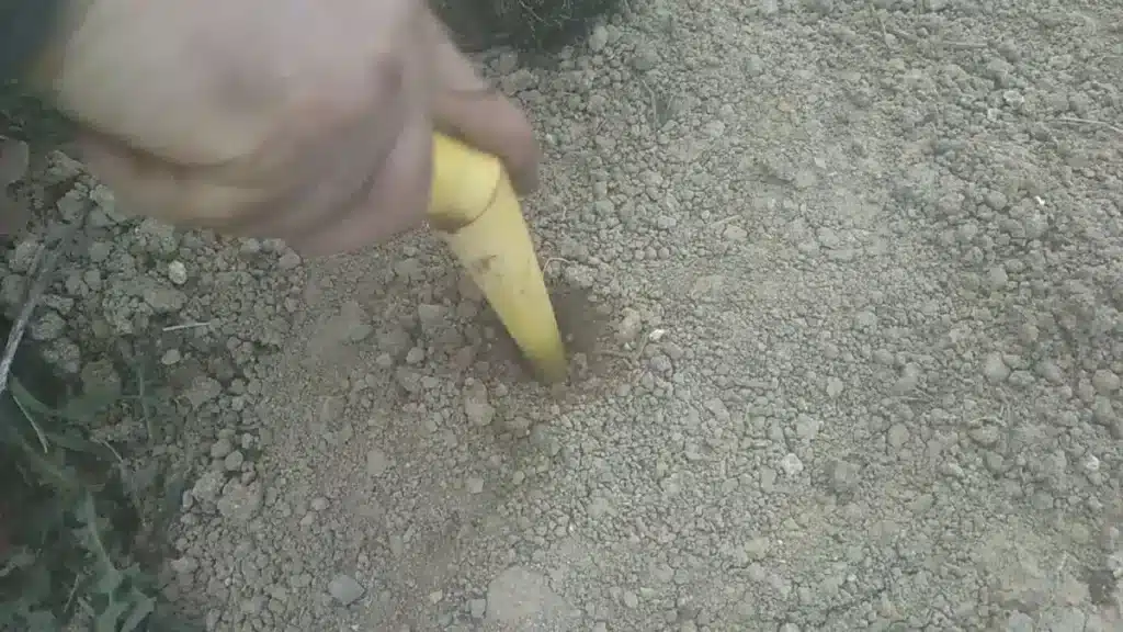Come coltivare la lattuga. 3 trucchi infallibili! 6 trapianto piantine insalata