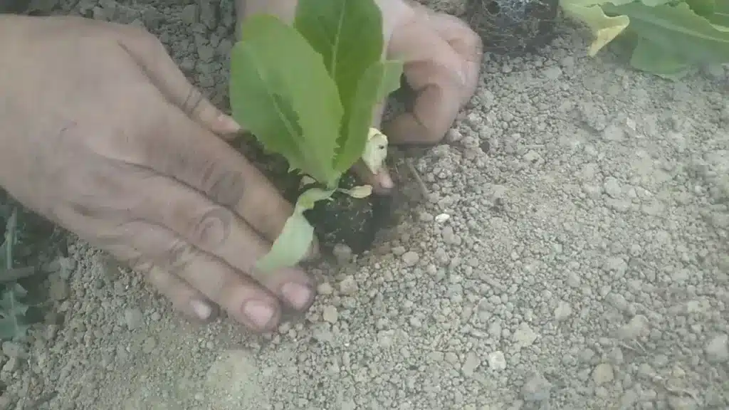 Come coltivare la lattuga. 3 trucchi infallibili! 7 trapianto piantine insalata 2