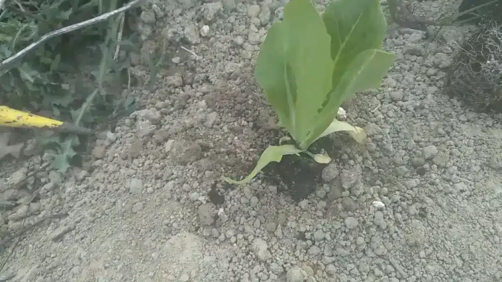 Come coltivare la lattuga. 3 trucchi infallibili! 8 trapianto piantine insalata 3