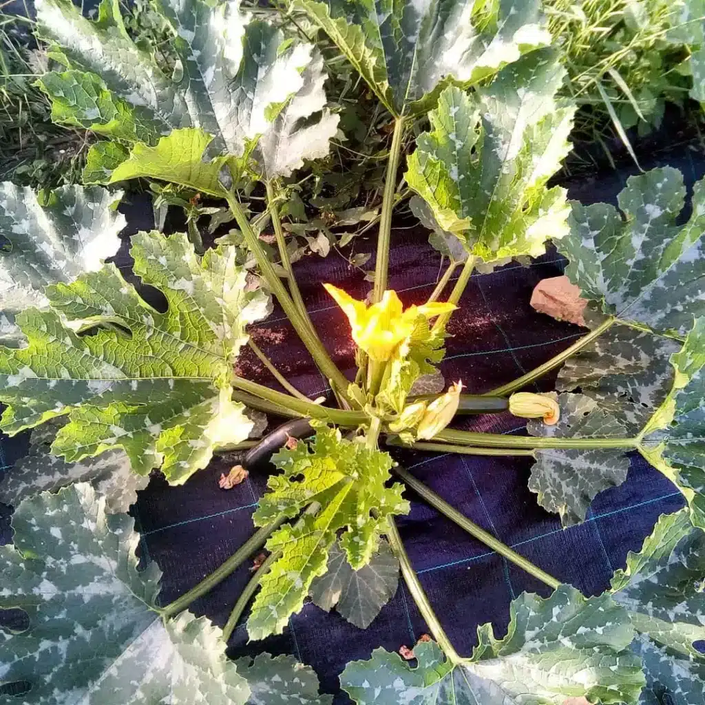 Come coltivare le zucchine. 5 consigli! 8 2018 06 05 12.59.26 1794963681558315598 7740331885.jpg